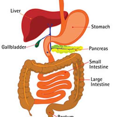 The Body: Digestive System - Memrise