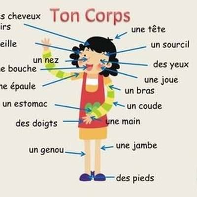 Le corps - by SaraE - Memrise