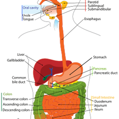 Anatomie en Fysiologie - Spijsvertering… - by deactivated user - Memrise