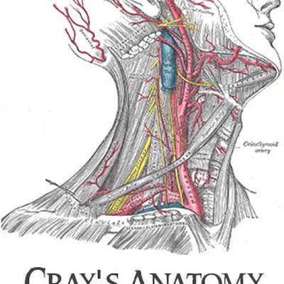 Level 1 - Embryology - Gray's Anatomy - Memrise