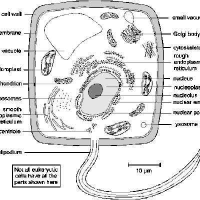 BIOLOGY OCR AS Unit F211: Cells, Exchange and Tran - Memrise