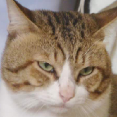 Memrise profile picture for @Pounce