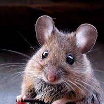 Memrise profile picture for @vermin