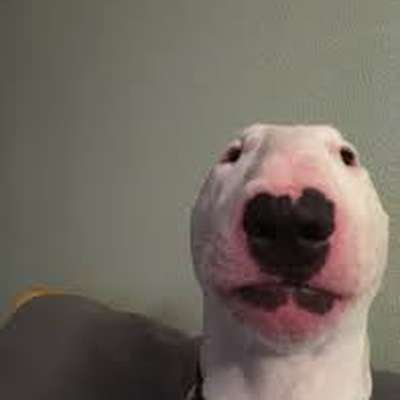 Memrise profile picture for @wooded