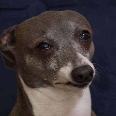 Memrise profile picture for @pecans