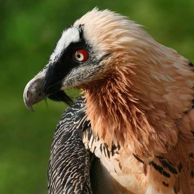 Memrise profile picture for @Vultures