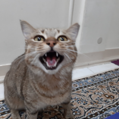 Memrise profile picture for @Brutality