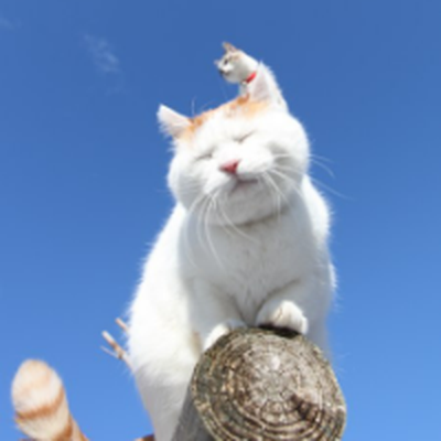 Memrise profile picture for @Farfan