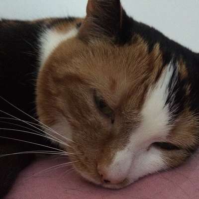 Memrise profile picture for @Handling