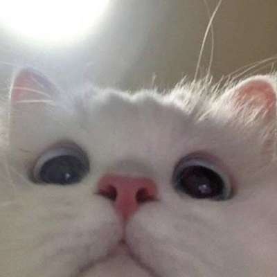 Memrise profile picture for @corruption