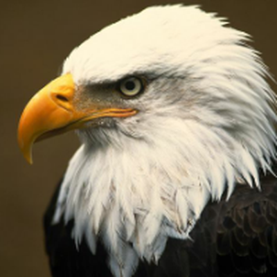 Memrise profile picture for @pvc