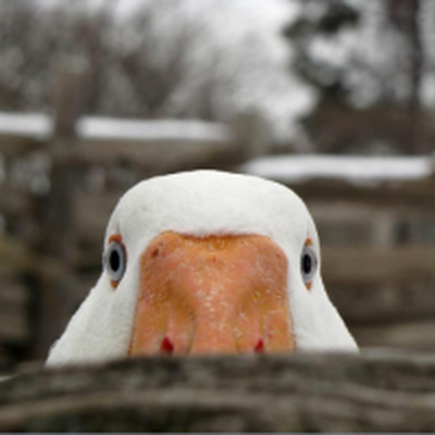 Memrise profile picture for @Altavista