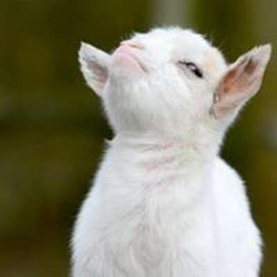 Memrise profile picture for @Tempted
