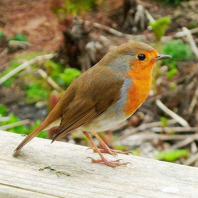 Memrise profile picture for @Birdies