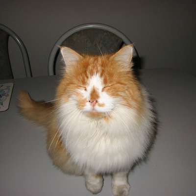 Memrise profile picture for @Cats