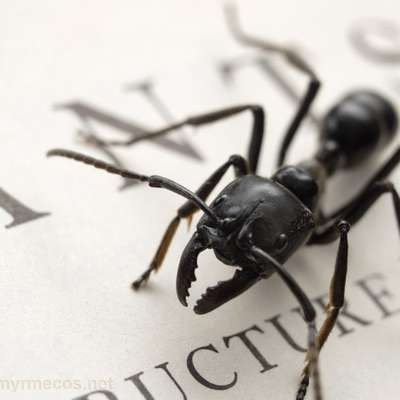 Memrise profile picture for @Entomologist