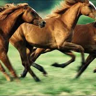 Memrise profile picture for @HORSES