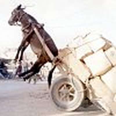 Memrise profile picture for @Integral