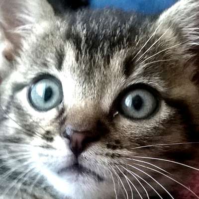 Memrise profile picture for @Meanness