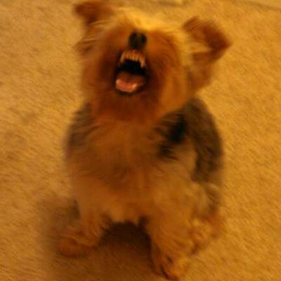 Memrise profile picture for @Nucleus