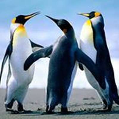Memrise profile picture for @Oscar523