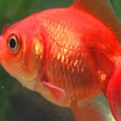 Memrise profile picture for @Po