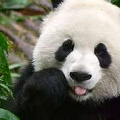 Memrise profile picture for @Poe