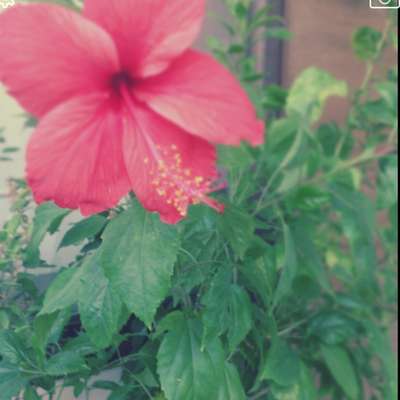 Memrise profile picture for @Rishu