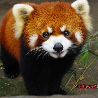 Memrise profile picture for @Romon