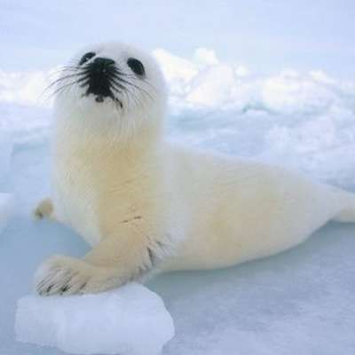 Memrise profile picture for @Seal