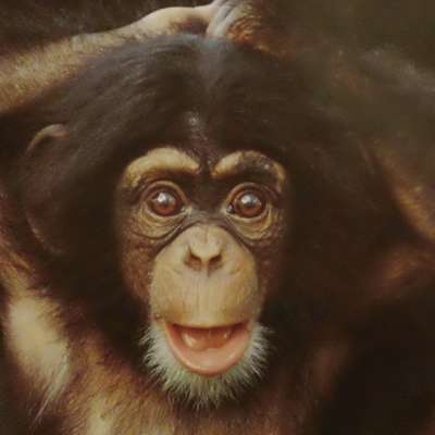 Memrise profile picture for @Sloan