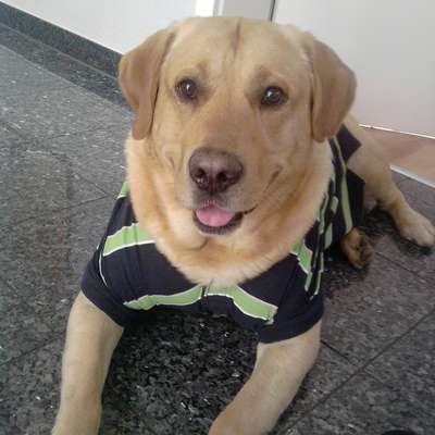 Memrise profile picture for @Spunky