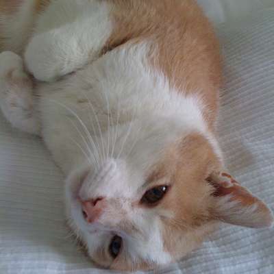 Memrise profile picture for @Tolly