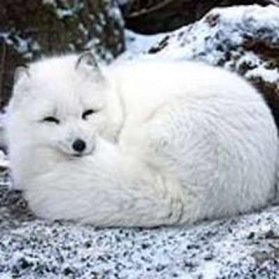 Memrise profile picture for @Tundra