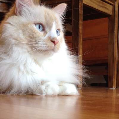 Memrise profile picture for @banjo