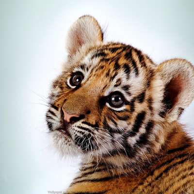 Memrise profile picture for @bilge