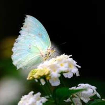 Memrise profile picture for @butterflies