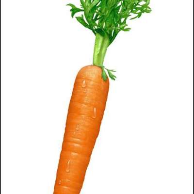 Memrise profile picture for @carrot