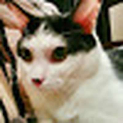 Memrise profile picture for @delectable