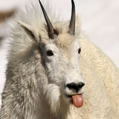 Memrise profile picture for @derris