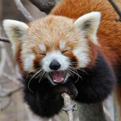 Memrise profile picture for @firefox