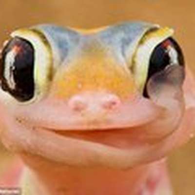 Memrise profile picture for @gecko