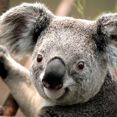 Memrise profile picture for @hindsight