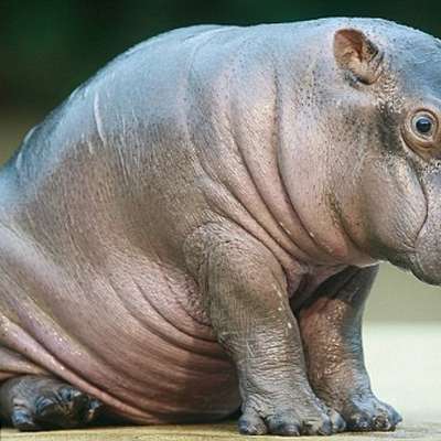 Memrise profile picture for @hippopotamus