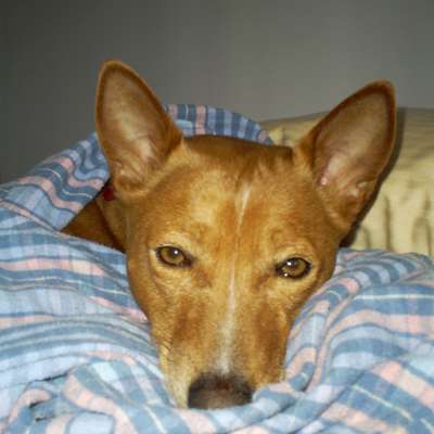 Memrise profile picture for @meg