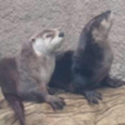 Memrise profile picture for @otter
