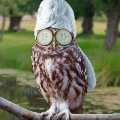 Memrise profile picture for @owl