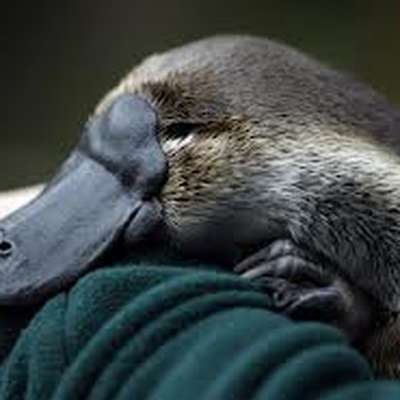 Memrise profile picture for @platypus