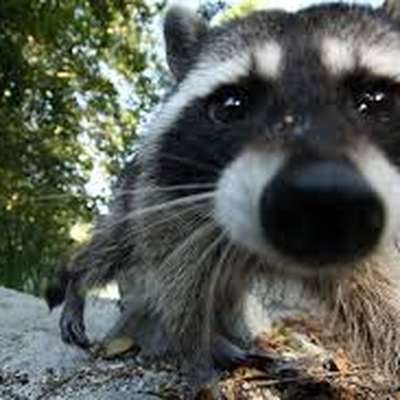 Memrise profile picture for @raccoons