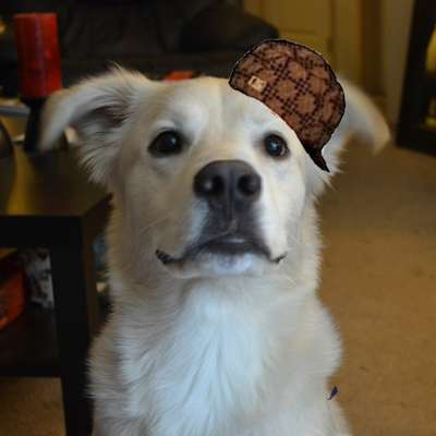 Memrise profile picture for @risa